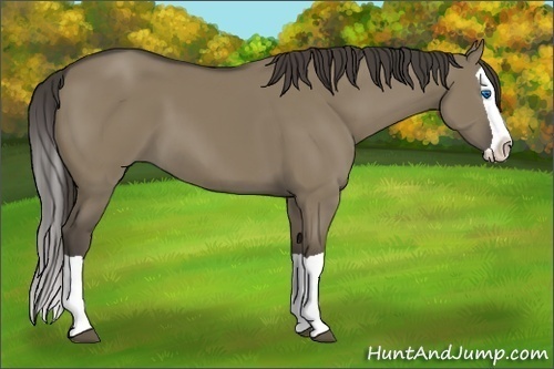 Horse Color: Smoky Grullo Splash 