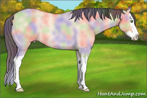 Horse Color: Nacre Amber Champagne Dun Splash 