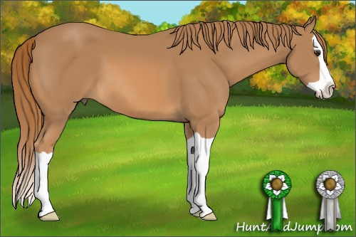 Horse Color: Chestnut Splash 