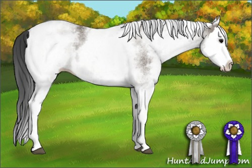 Horse Color: White Spotted Grullo Splash 
