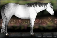 Horse Color:Gray Black 
