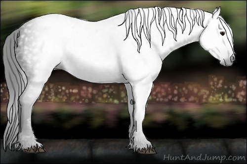 Horse Color:Gray Black 