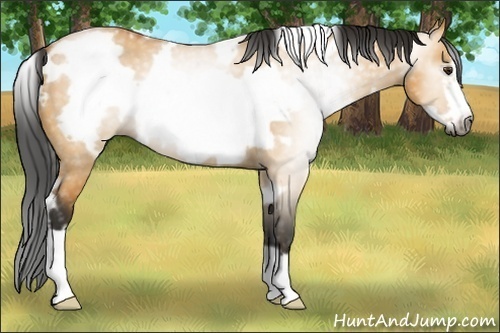 Horse Color:Gray White Spotted Buckskin Dun Frame 