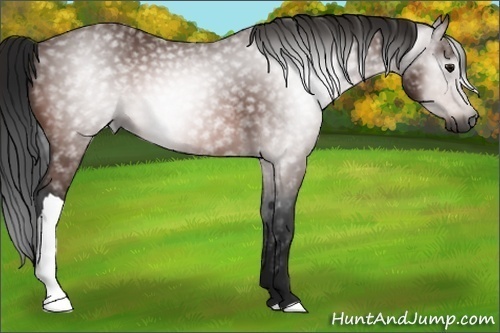 Horse Color:Gray Bay 