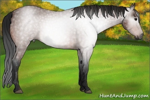 Horse Color:Gray Bay Roan 