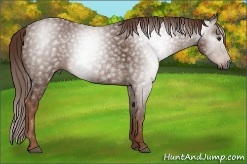 Horse Color:Gray Chestnut 
