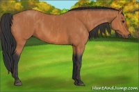 Horse Color:Bay  Brindle