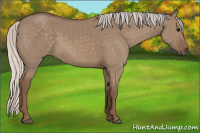 Horse Color:Silver Grullo 