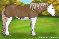 Horse Color:Chocolate Palomino Splash 