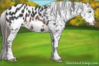 Horse Color:Brown Frame Appaloosa 