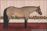 Horse Color:Bay Roan Dun 