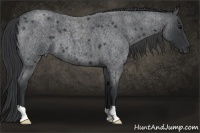 Horse Color:Blue Roan 
