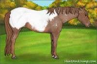 Horse Color:Liver Chestnut Snowcap 