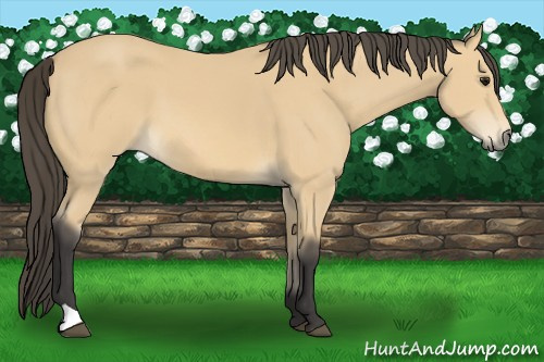 Horse Color: Buckskin 