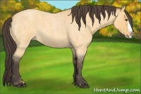 Horse Color:Buckskin Roan Dun Splash 