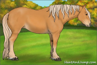 Horse Color:Chocolate Palomino 