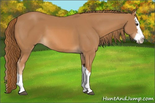 Horse Color: Chestnut Splash 