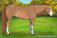 Horse Color:Chestnut Splash 