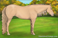Horse Color:Gold Champagne 