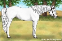 Horse Color:Gray Bay 