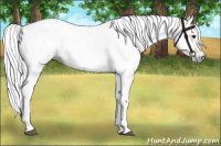 Horse Color:Gray Chestnut 