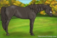 Horse Color:Smoky Black