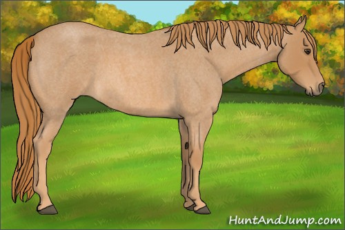 Horse Color: Red Roan 
