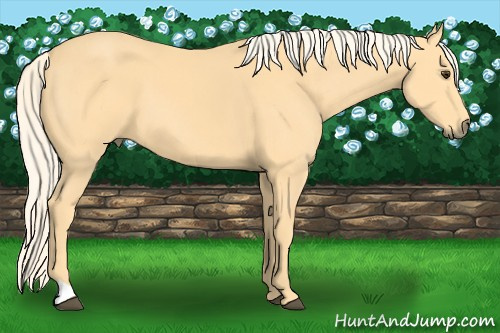 Horse Color: Palomino 