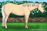 Horse Color:Palomino 