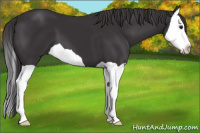 Horse Color:Smoky Black Splash 