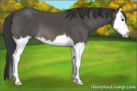 Horse Color:Black Splash 