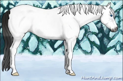 Horse Color:Gray White Spotted Smoky Black Splash Frame 