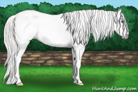 Horse Color:Gray Silver Amber Cream Champagne Roan Dun Splash Tobiano Frame Near Leopard Rabicano 