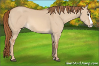 Horse Color:Red Dun Splash 