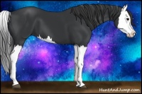 Horse Color:Black Splash 