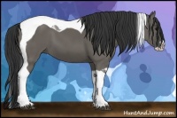 Horse Color:Grullo Splash Tobiano 