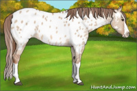 Horse Color:Red Dun Splash Near Leopard