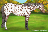 Horse Color:Bay Appaloosa 