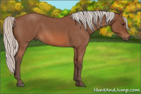 Horse Color:Silver Bay Roan 
