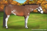 Horse Color:Bay Sabino 