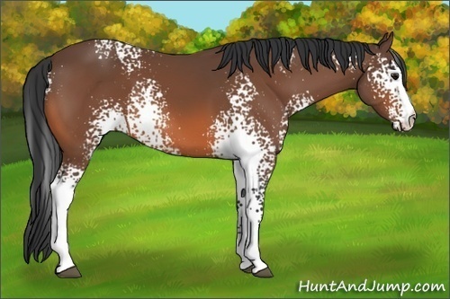 Horse Color: White Spotted Bay 