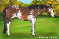 Horse Color:White Spotted Bay 
