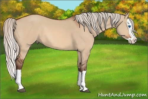 Horse Color: Silver Bay Dun Splash 