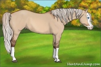 Horse Color:Silver Bay Dun Splash