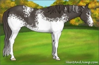 Horse Color:White Spotted Smoky Black