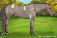 Horse Color:Bay Splash Tobiano Blanket  Brindle