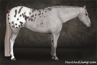 Horse Color:Liver Chestnut Appaloosa Rabicano 