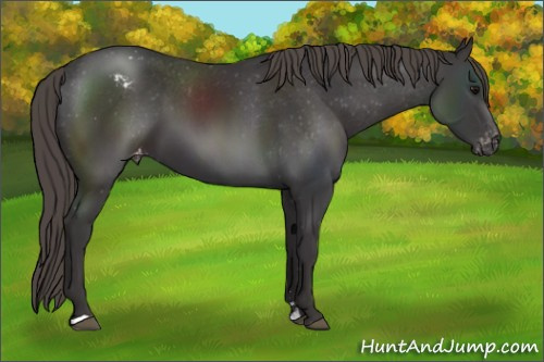 Horse Color: Smoky Black Sabino Blanket 