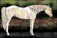 Horse Color:Nacre Gold Cream Champagne Dun Tobiano 