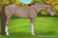 Horse Color:Classic Champagne Tobiano 